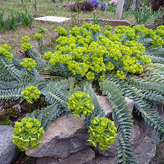 euphorbia myrsinites
